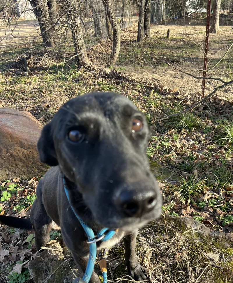 Gigi