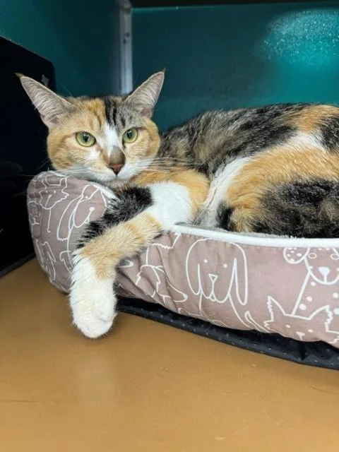 A young medium-sized female Domestic Short Hair cat named Patches for adoption in Naples, FL