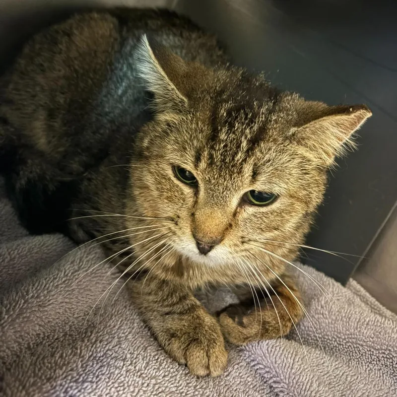 A young medium-sized female Brown / Chocolate Domestic Short Hair cat named Jeeves for adoption in Chicago, IL