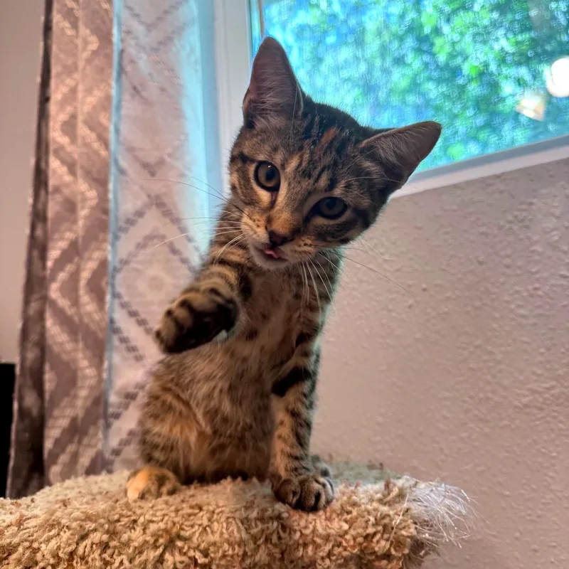A baby small-sized female Brown / Chocolate Domestic Short Hair cat named Avocado for adoption in Green Bay, WI