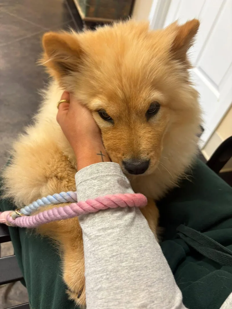 A baby medium-sized female Apricot / Beige Chow Chow dog named Beverly for adoption in Billerica, MA