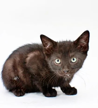 A baby small-sized male Domestic Short Hair cat named Tanzanite for adoption in Morton Grove, IL