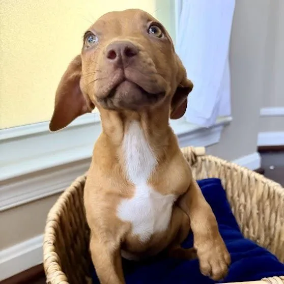 A baby small-sized female Brown / Chocolate Beagle dog named Astronomy Pup: Evren for adoption in Falls Church, VA