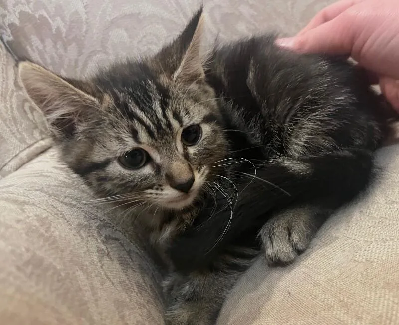 A baby small-sized female Gray & White Tabby cat named Belle Star Outlaw for adoption in Anthem, AZ