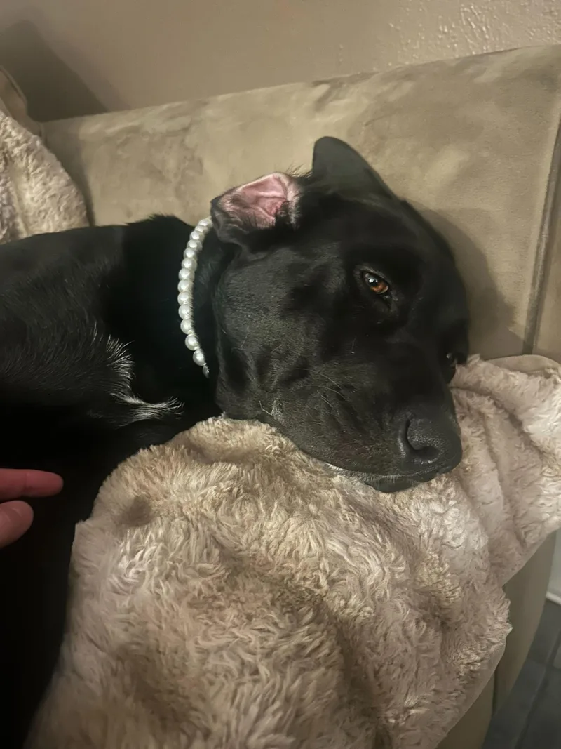 An adult medium-sized female Black Black Labrador Retriever dog named Salem for adoption in Pflugerville, TX