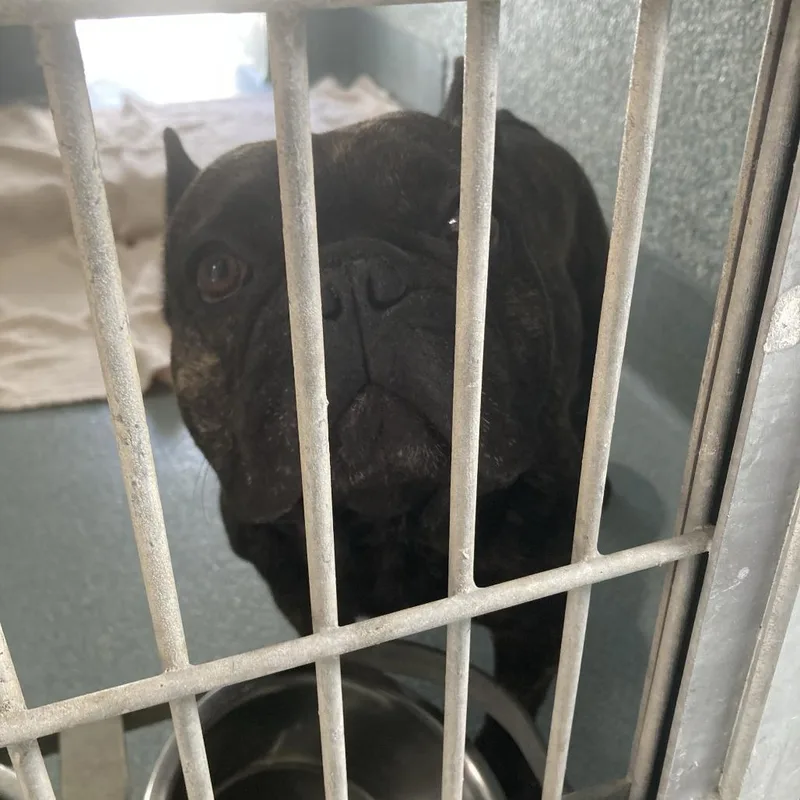An adult medium-sized male Black French Bulldog dog named Dumpling for adoption in Hawthorne, CA