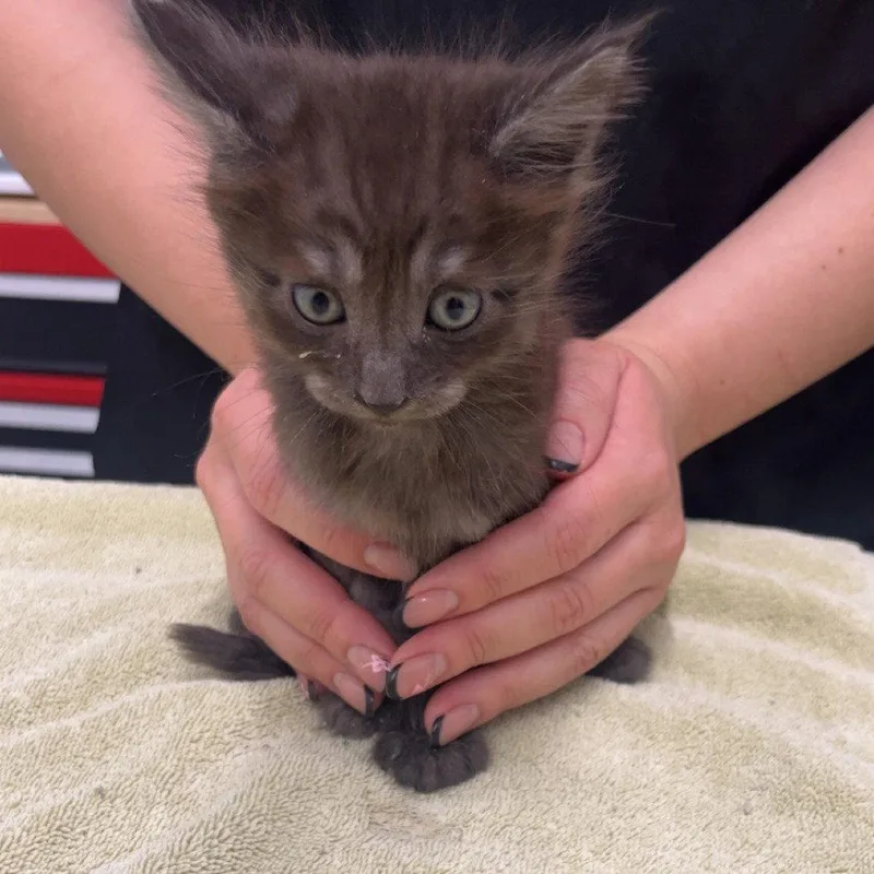 A baby medium-sized male Gray / Blue / Silver Domestic Medium Hair cat named Moonshine for adoption in Chico, CA