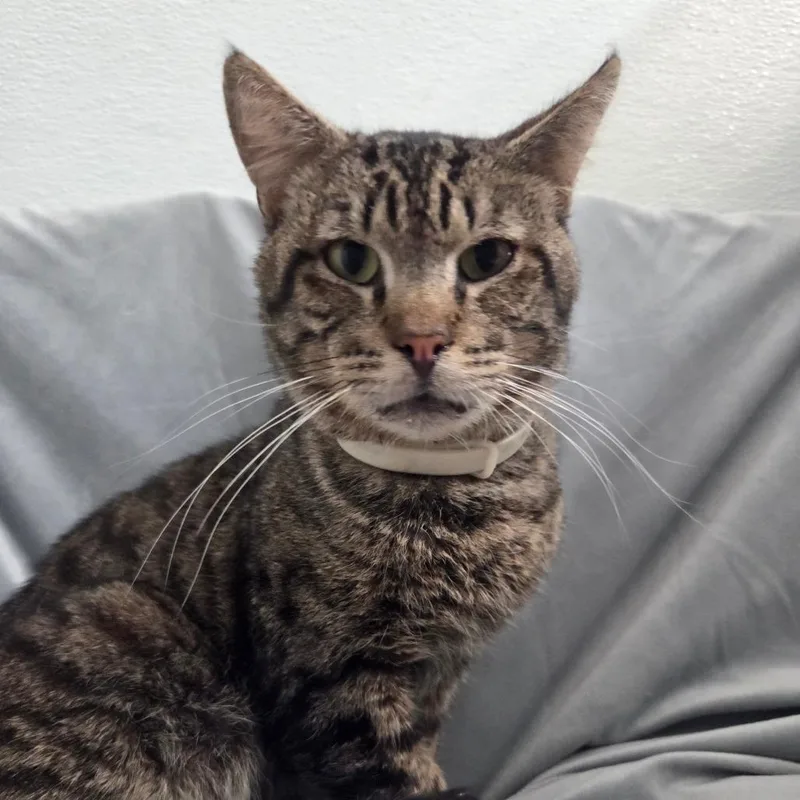 An adult small-sized male Brown / Chocolate Domestic Short Hair cat named Cherokee for adoption in Brea, CA
