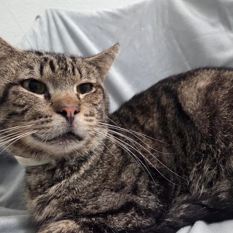 Cherokee thumbnail 2