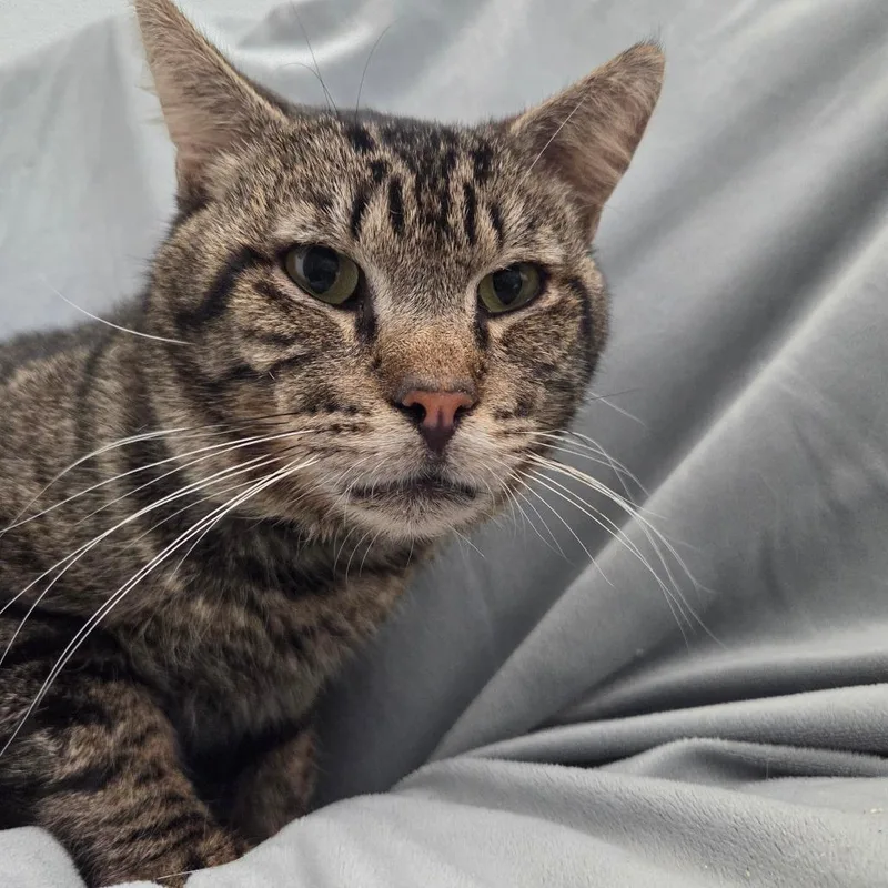 Cherokee thumbnail 3