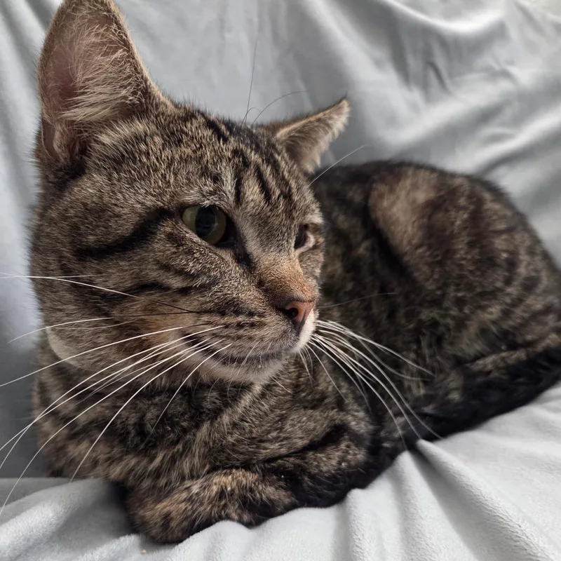 Cherokee thumbnail 4