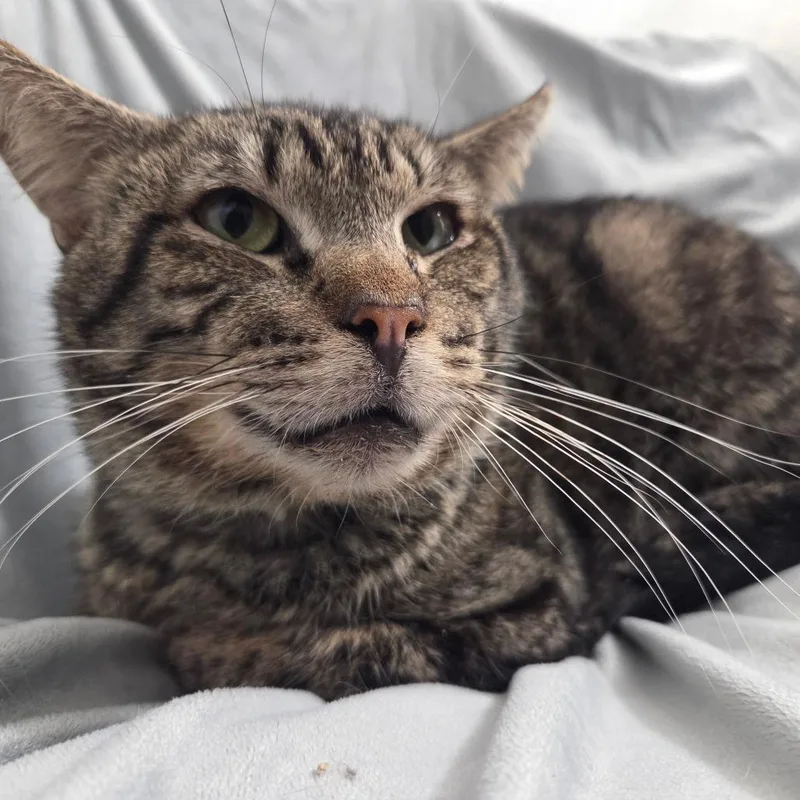 Cherokee thumbnail 5