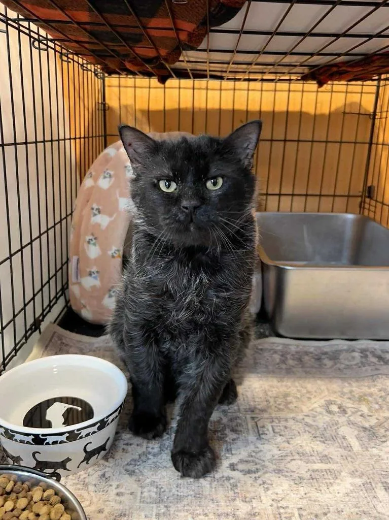 A senior medium-sized male Domestic Short Hair cat named Wicket for adoption in Cumberland, ME