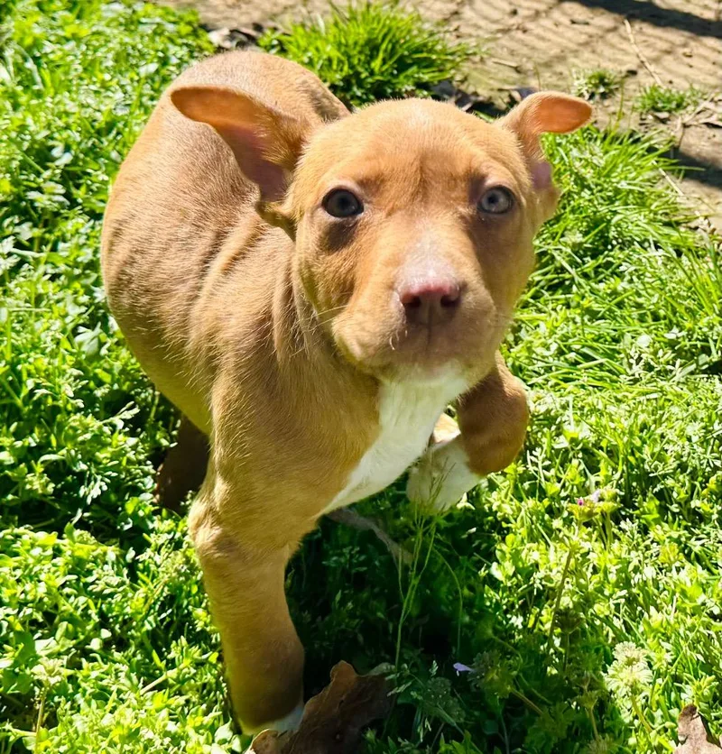 Robin Hood thumbnail 2