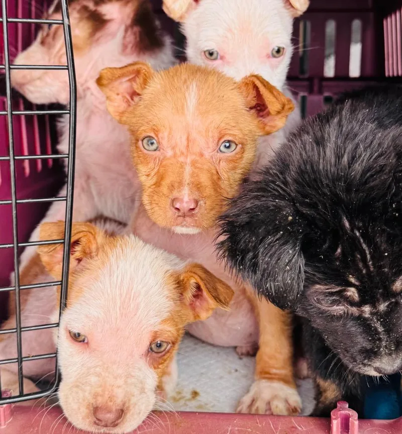 Robin Hood thumbnail 3