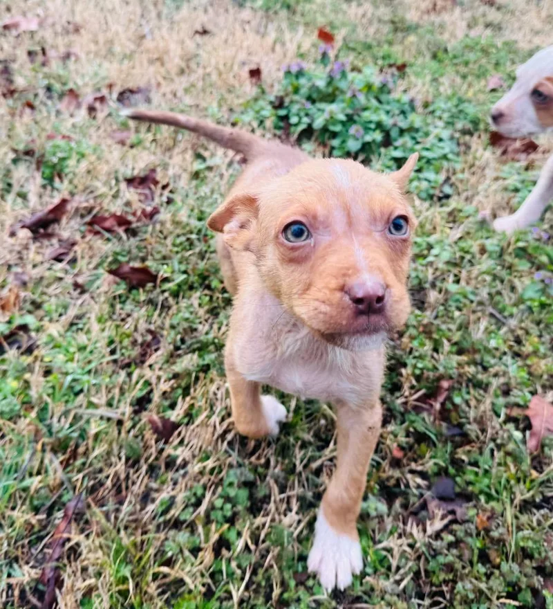 Robin Hood thumbnail 4