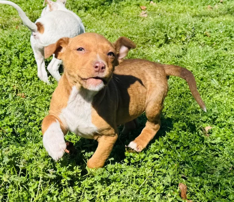 Robin Hood thumbnail 5