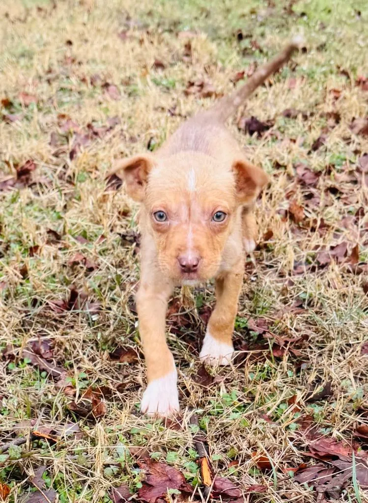 Robin Hood thumbnail 6