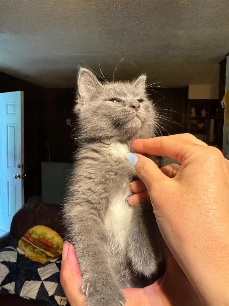 A baby medium-sized male Domestic Long Hair cat named Hercules for adoption in Little Rock, AR