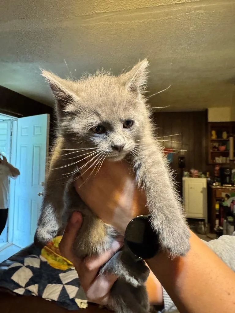 Hercules thumbnail 2