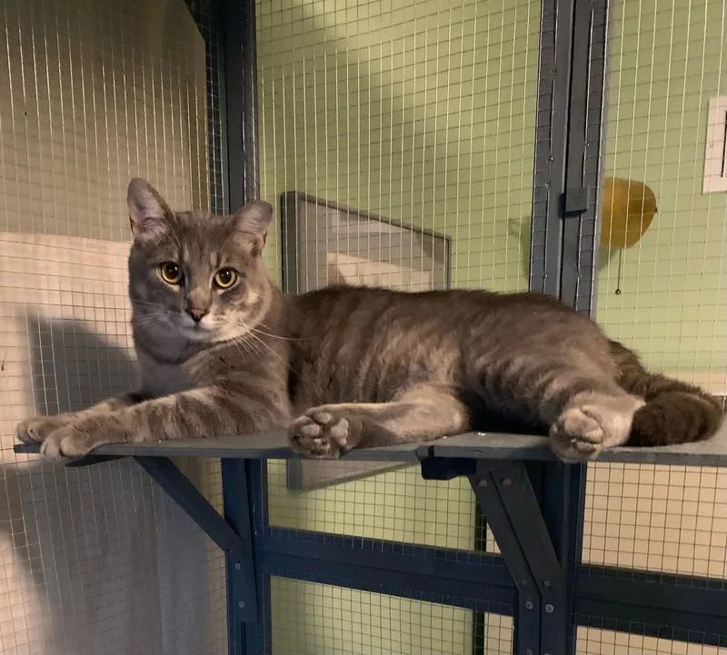 An adult medium-sized male Tabby (Gray / Blue / Silver) Tabby cat named Fred for adoption in St. Ann, MO