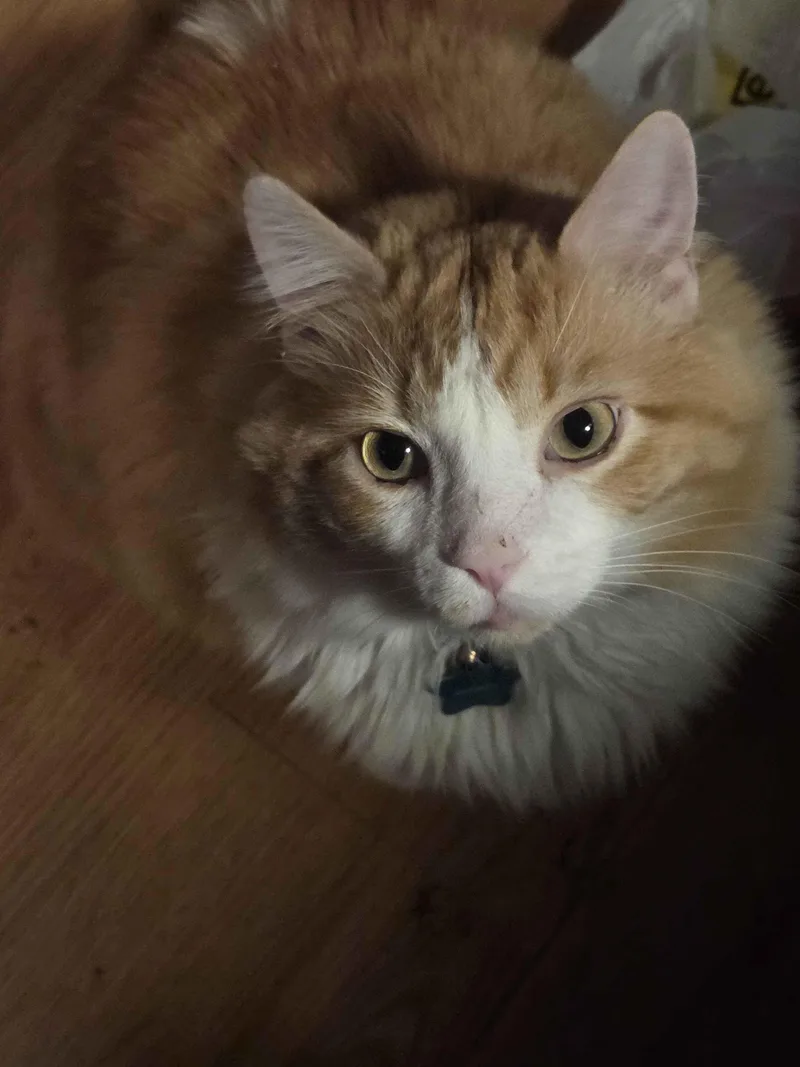 A young medium-sized male Orange & White Domestic Long Hair cat named Nutmeg for adoption in Nashville, TN