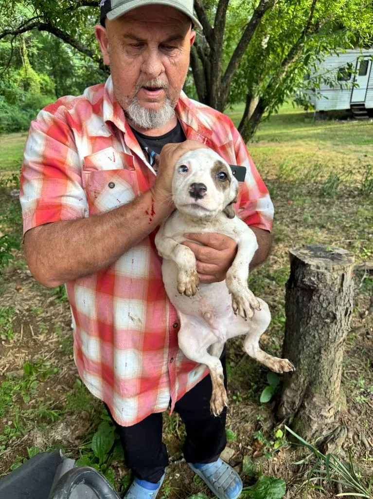 A baby large-sized male Pit Bull Terrier dog named Splash for adoption in Little Rock, AR