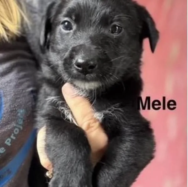 Mele