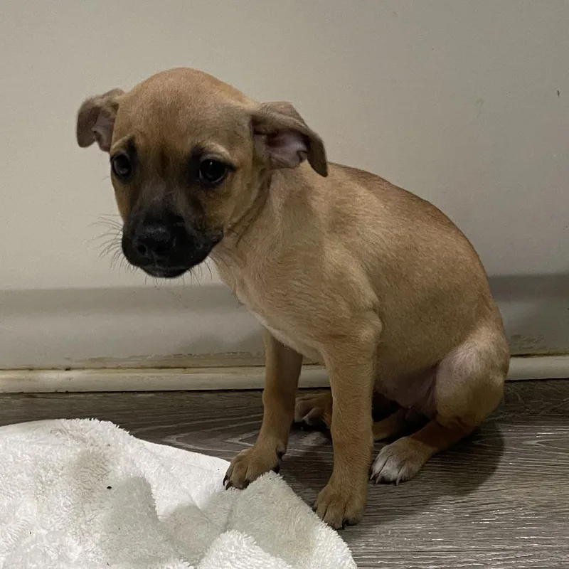 A baby small-sized female Brown / Chocolate Jack Russell Terrier dog named Hushpuppy for adoption in Wahiawa, HI