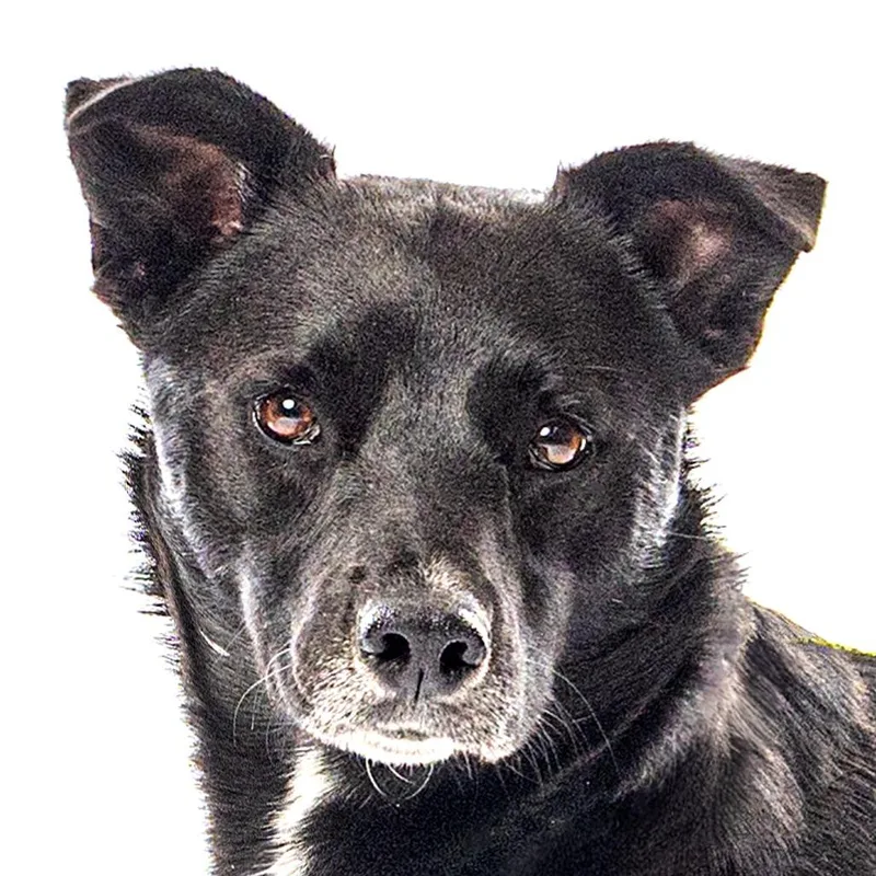 A young medium-sized male Border Collie dog named Igris for adoption in Reno, NV