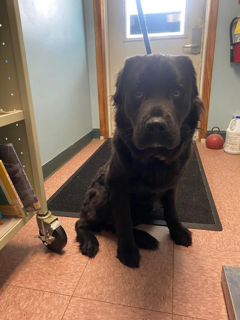 Newfie