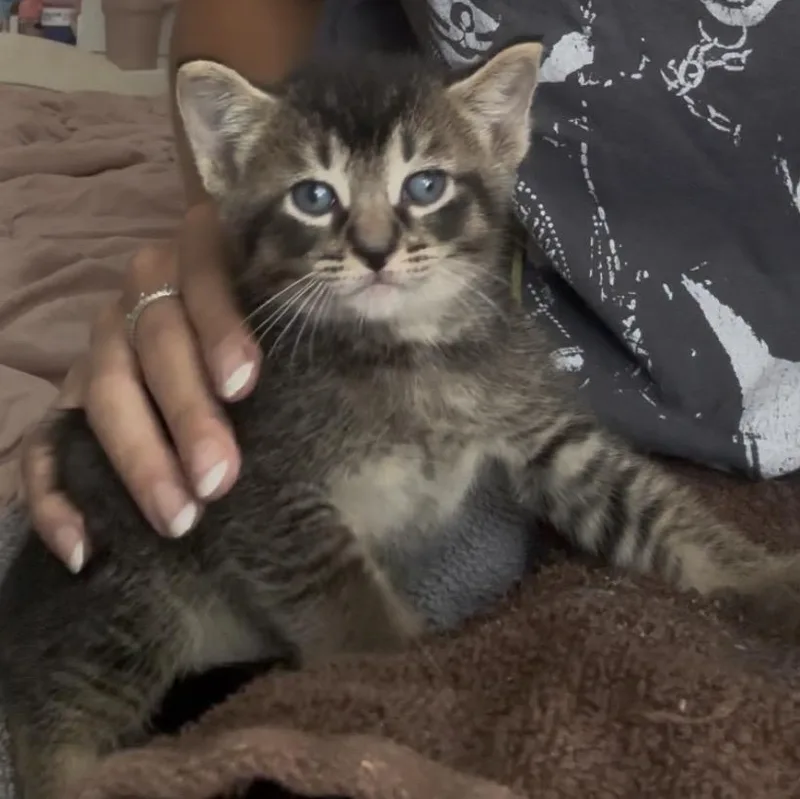 Braxton thumbnail 5