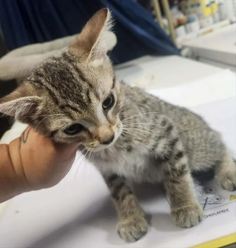 A young medium-sized male Domestic Short Hair cat named Diesel for adoption in Lexington, TN