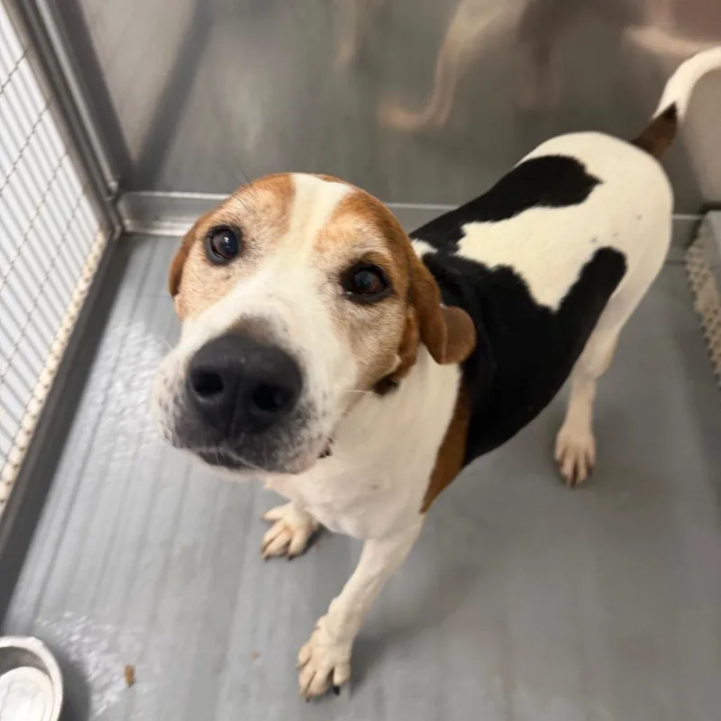 An adult large-sized male White / Cream Hound dog named Archie for adoption in Rocky Mount, VA