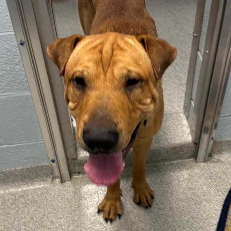 An adult large-sized male Brown / Chocolate Mixed Breed dog named Captain Awesome for adoption in Naperville, IL