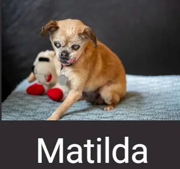 A senior small-sized female Golden Pug dog named Matilda for adoption in Lafayette, CA