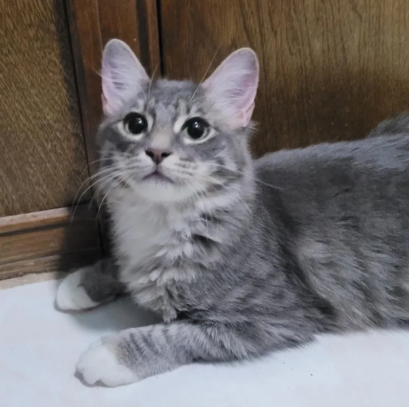 A young medium-sized male Gray & White Domestic Medium Hair cat named Grumpy for adoption in Fort Worth, TX