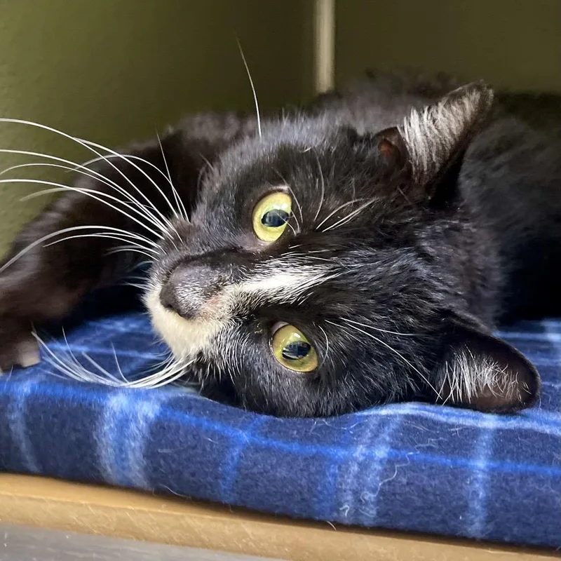 An adult large-sized male Black Domestic Short Hair cat named Figaro for adoption in Deerfield, IL