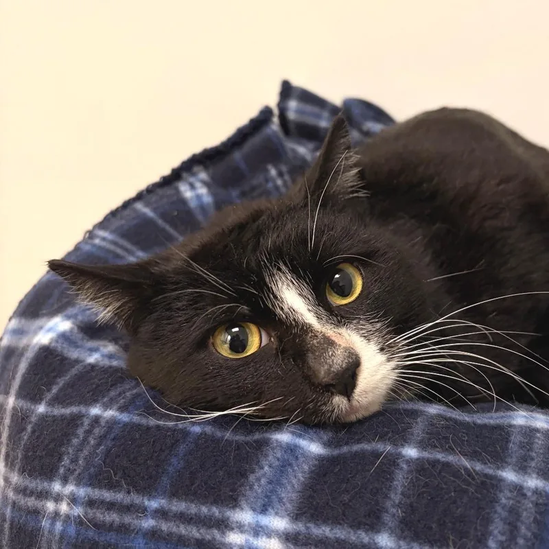 Figaro thumbnail 2