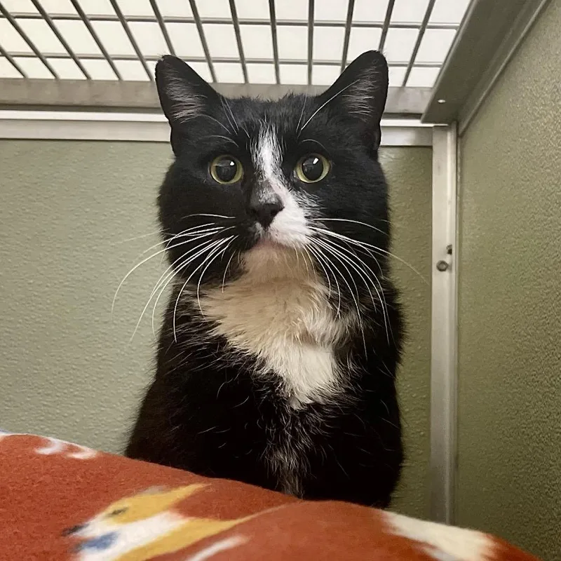 Figaro thumbnail 3
