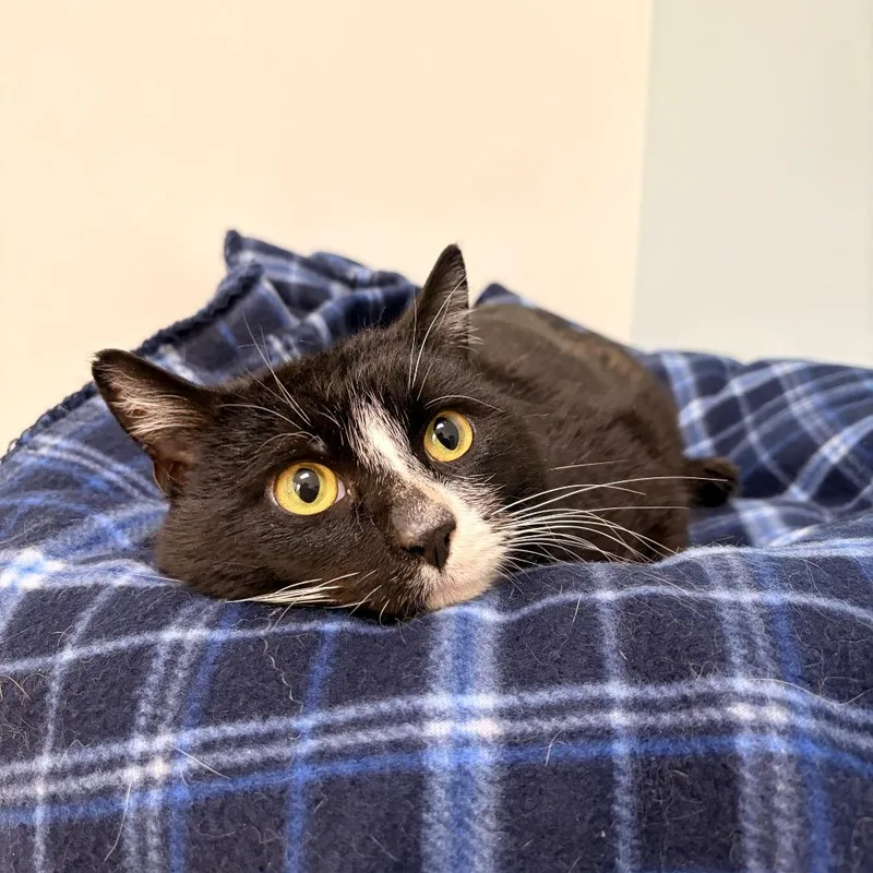 Figaro thumbnail 4