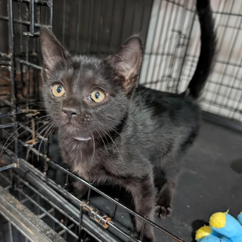 A baby medium-sized male Black Domestic Short Hair cat named Grimm for adoption in Cape Girardeau, MO