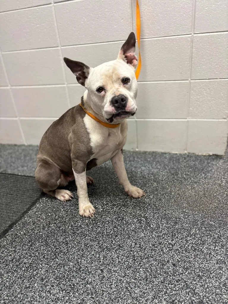 An adult medium-sized female Mixed Breed dog named D Calypso for adoption in Tifton, GA