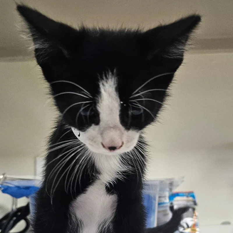 A baby small-sized male Black Domestic Short Hair cat named Jason for adoption in Donalsonville, GA