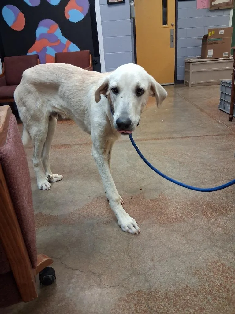 An adult large-sized male Great Pyrenees dog named Slenderman for adoption in Brownwood, TX