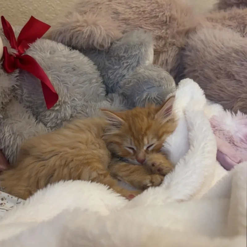 Muffin