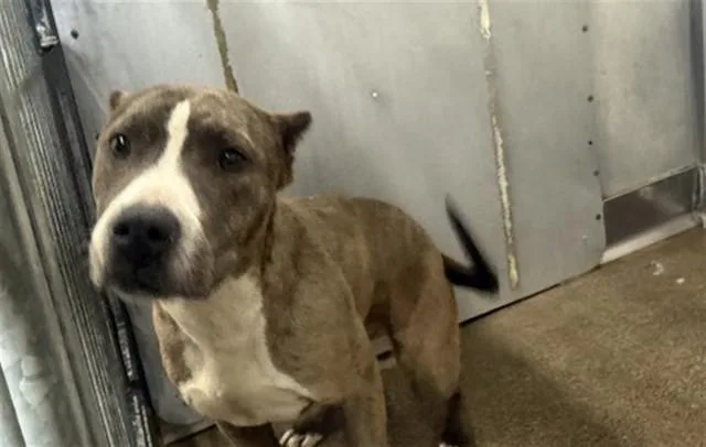 A young large-sized female Staffordshire Bull Terrier dog named Chula for adoption in San Bernardino, CA