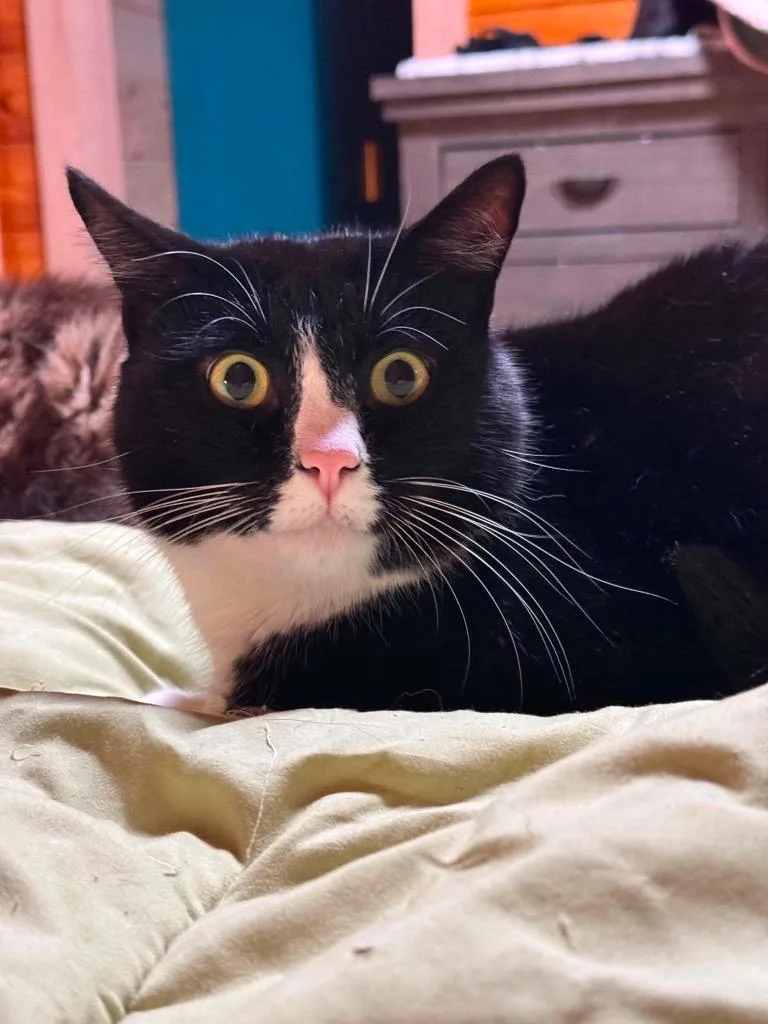 An adult small-sized male Domestic Short Hair cat named Arugula for adoption in Gorham, ME