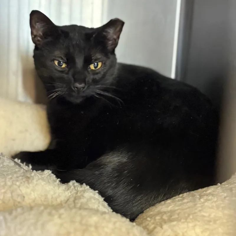 A young small-sized female Black Domestic Short Hair cat named Odette for adoption in Chicago, IL