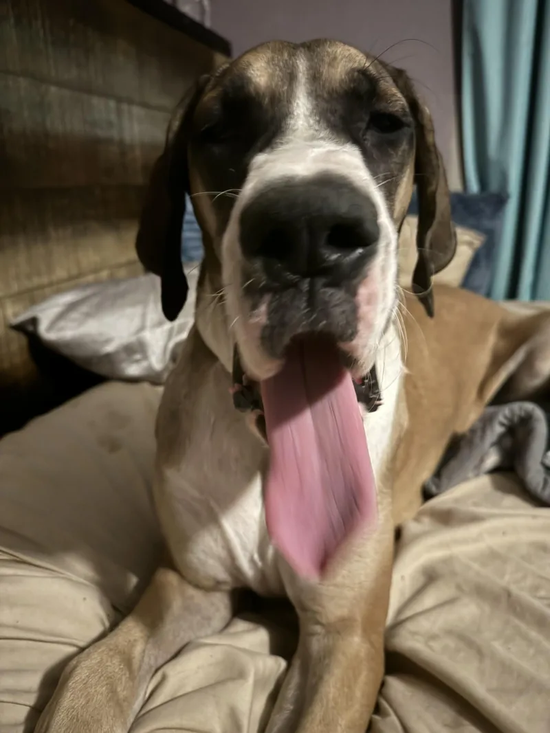 A young extra large-sized female Great Dane dog named Cherry CL for adoption in Louisburg, KS